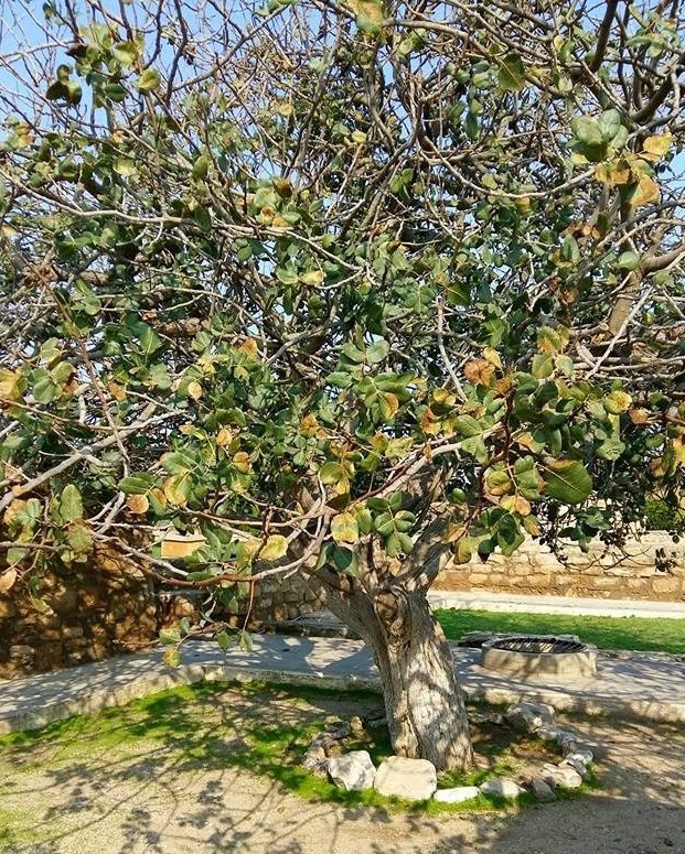 "Fısdıq ağacı" illüstrasiyası